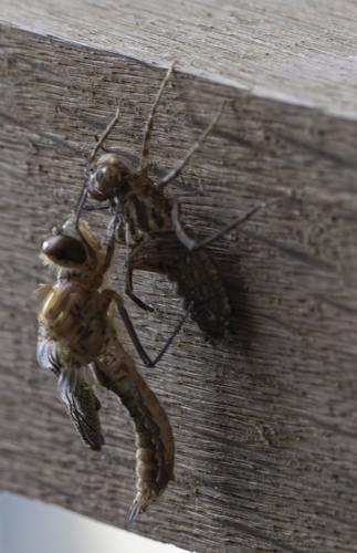 Cordulia aenea